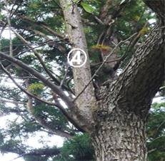 Ⴂ}̔